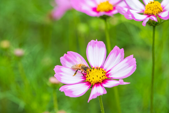 Close Up of Honey Bee Collecting Nectar on Pink Cosmos Flower in Autumn Nature