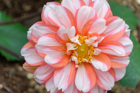 Close Up of Orange and White Dahlia Flower Blooming in Autumn Nature