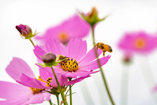 Close Up of Honey Bee Collecting Nectar on Pink Cosmos Flowers Under Bright Sky
