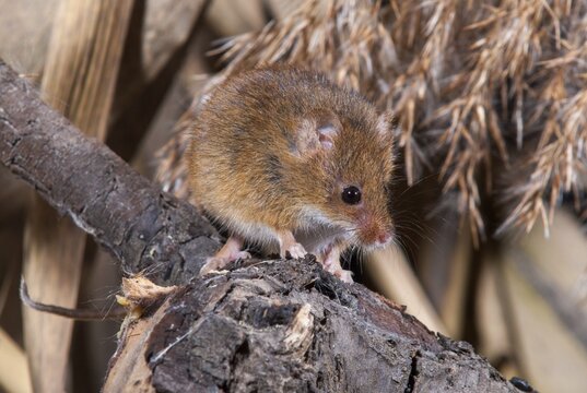 Harvest Mouse, Micromys Minutus, Rodents, Rodentia, Dwarf Mouse, Mammals, Muroids, Rodents, Mammals