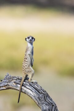 Suricate (Suricata suricatta). Also called Meerkat. Guard on the lookout. Kalahari Desert, Kgalagadi Transfrontier Park, South Africa