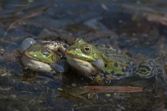 Marsh Frog, Pelophylax Ridibunda, Pelophylax Ridibundus, Rana Ridibunda, Sea Frog, Amphibian, Frog, Frog, Amphibian