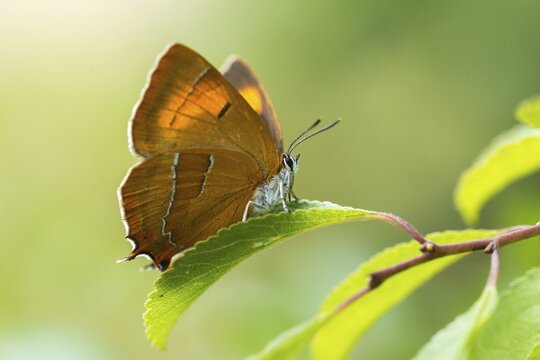 Birch tip, kidney spot, thecla betulae, brown hairstreak, butterfly, female, insects, butterfly, butterflies, butterflies, female