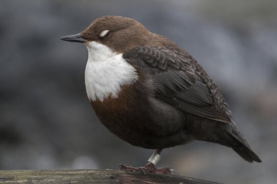 Cinclus cinclus, dippers, birds, passeri, songbirds, songbirds, birds