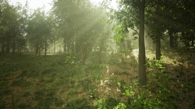 Sunlit understory in managed french forest showcasing biodiversity and conservation study with oak saplings and mossy soil, scene suited to ecological