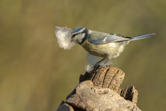 Blue tit, parus caeruleus, birds, feathers, tits, nest building, passeri, songbirds, tits, birds