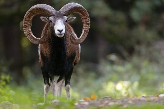 Artiodactyla, even-toed ungulate, mouflon, mouflon, mouflon, ovis gmelini musimon, cloven-hoofed, mammals, sheep, mammals, rams, game