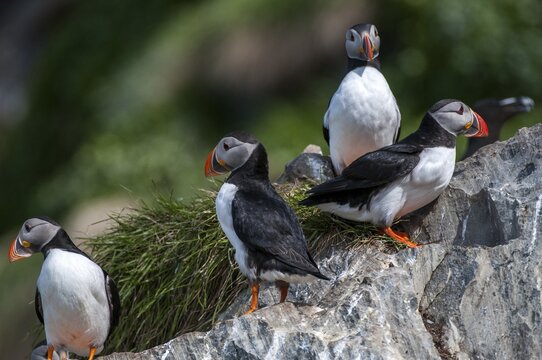 Atlantic puffin, Fratercula arctica, Norway, puffins, puffins, varangers, alcidae, alcidae, alkenbirds, birds, birds, waterbirds, waterbirds