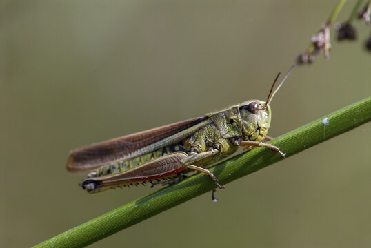 Caelifera, field locusts, grasshoppers, short-feeler scare, mecostethus grossus, stethophyma grossum, swamp scare, grasshoppers, grasshoppers, insects, large marsh grasshopper