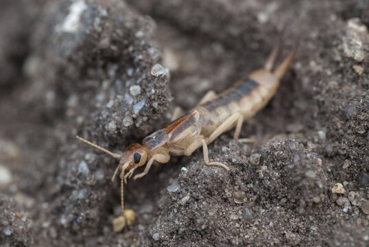 Brandenburg, Germany, Giant Earwig, Labidura Riparia, Nabu, national natural heritage, natural paradise Gr&uuml;nhaus, sandearworm, post-mining landscape, green house, insects, earwigs