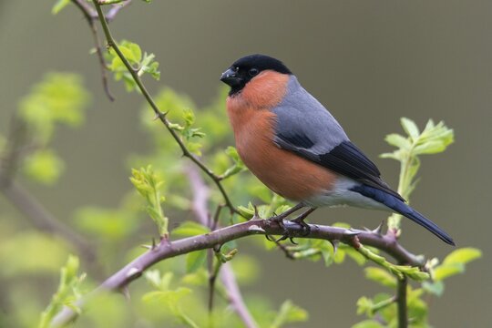 Bullfinch, Bullfinch, Pyrrhula Pyrrhula, Birds, Bullfinch, Male, Passeri, Songbirds, Birds