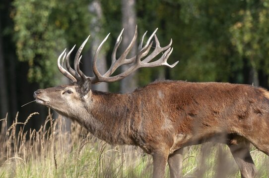 Artiodactyla, Cervus Elaphus, even-toed ungulate, cloven-hoofed, red deer, red deer, fleas, deer, mammals, mammals