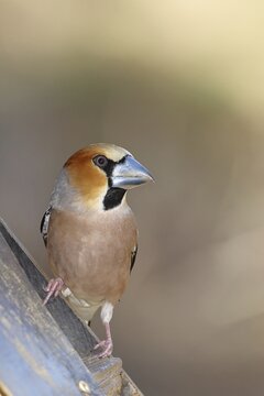 Hawfinch (Coccothraustes coccothraustes), male, sitting at a feeder in the garden, wildlife, colourful plumage, animals, finches, birds, Wilnsdorf, North Rhine-Westphalia, Germany