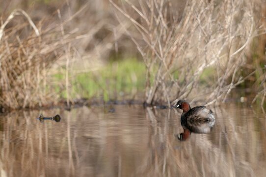 Littele Grebe, Tachybaptus Ruficollis, Little Grebe, Birds, Dabchick, Grebe, Grebe, Podicipedidae, Divers, Birds, Waterbirds
