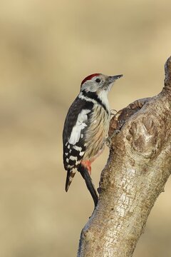 Middle spotted woodpecker (Dendrocopos medius) sitting at a water pot in a tree trunk, Animals, Birds, Woodpeckers, Wilnsdorf, North Rhine-Westphalia, Germany