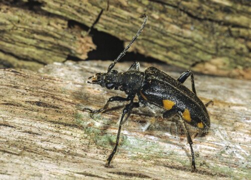 Brachyta interrogationis, mounted beetle, black-horned spotted ram, beetle, coleoptera, insects, beetles