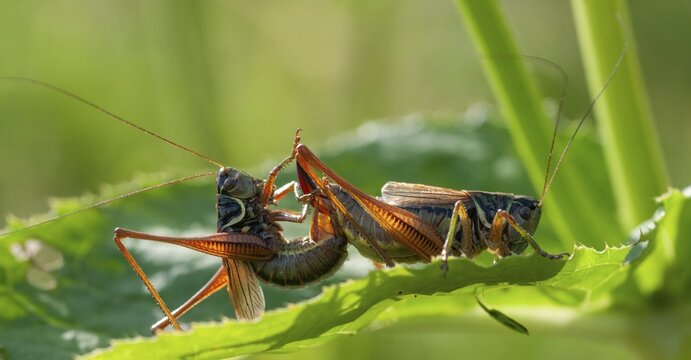 Grasshoppers, deciduous locusts, Metrioptera roeselii, Roesel's bush cricket, Roeseliana roeselii, roesels bite scare, bog bush cricket, couple, ensifera, grasshoppers, grasshoppers, insects, copula, long-feeler scare, mating, couple, mating, couple, mating, pairing