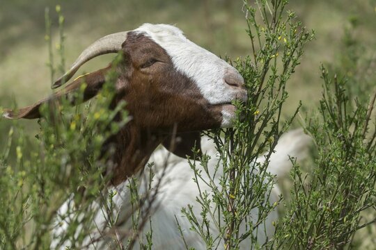Artiodactyla, Boer goat, Capra aegagrus hircus sspec.1, even-toed ungulate, cloven-hoofed, domesticated animals, woody bite, pet, landscape management, landscape preservation, mammals, goat