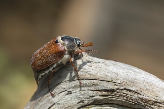 Leaf horn beetle, field may beetle, common may beetle, may bug, melolontha melolontha, scarabaeidae, beetle, cockchafer, coleoptera, doodlebug, insects, beetles