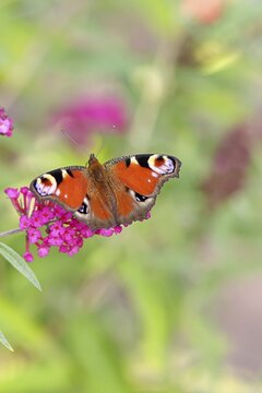 Peacock butterfly (Inachis io) sucking nectar on butterfly bush (Buddleja davidii), in a natural environment in the wild, close-up, wildlife, insects, butterflies, butterflies, Wilnsdorf, North Rhine-Westphalia, Germany