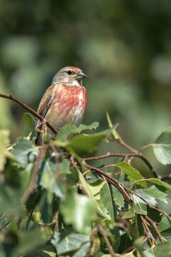 Acanthis cannabina, bloodtail, linaria cannabina, linnet, birds, high size, portrait, hanfling, male, passeri, songbirds, birds