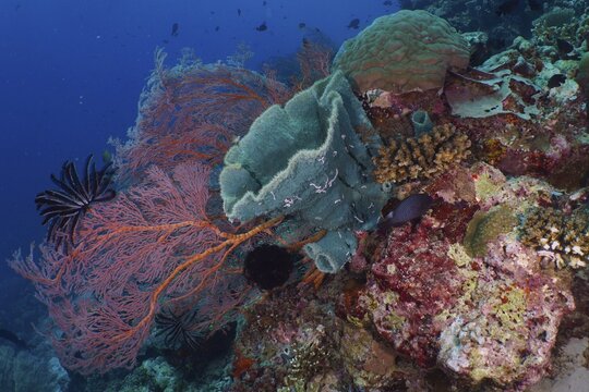 Spiny tube sponge (Callyspongia (Cladochalina) aerizusa) and various soft corals with blue background under water, abundant marine fauna, dive site Coral Garden, Menjangan, Bali, Indonesia