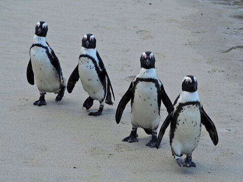 Four penguins, spectacled penguins (Spheniscus demersus), marching together across a sandy beach, Boulders Beach, Simon's Town, Cape Town, South Africa