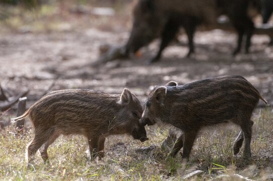Artiodactyla, even-toed ungulate, cloven-hoofed, wild boar, wild boar, newbie, mammals, mammals