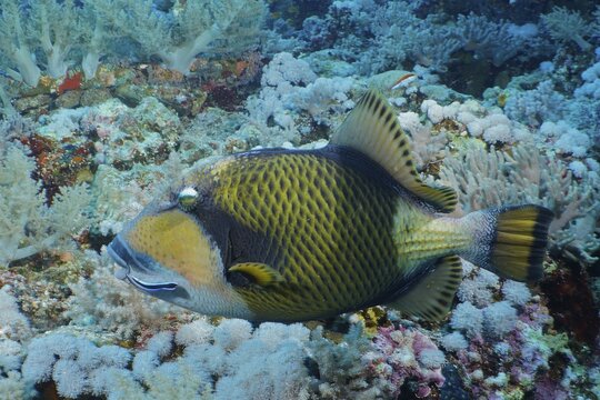 Titan triggerfish (Balistoides Viridescens), dive site Big Brother, Brother Islands, Egypt, Red Sea
