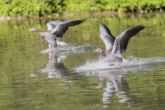 Two adult greylag geese (Anser anser) land on a lake on a sunny day. Bavaria, Germany