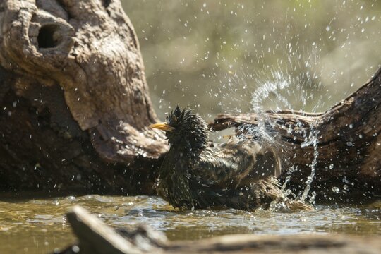 Star, Starling, Sturnus Vulgaris, Bath, Bird Bath, Birds, Passeri, Songbirds, Potion, Birdbath, Birds, Watering Place