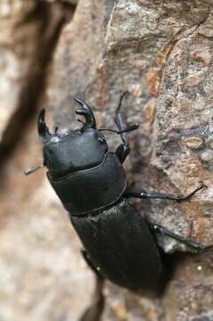 Barkschr&ouml;ter, Dorcus parallelipipedus, Lesser stag beetle, dwarf stag beetle, beetle, Coleoptera, high size, portrait format, insects, beetles, males, males