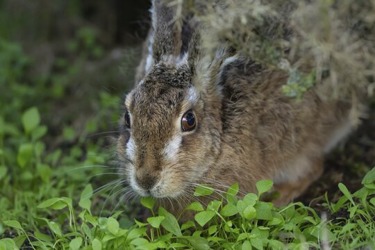 European brown hare (Lepus europaeus) adult animal resting in grassland, England, United Kingdom