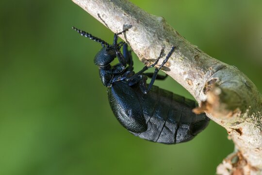 Blue mayworm, meloe cf violaceus, meloe violaceus, meloid beetle, violet oil beetle, purple oil beetle, purple oil beetle, beetle, coleoptera, female, insects, beetles, female oil beetle