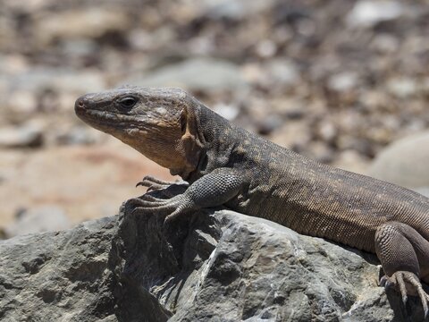 Side view of a Gran Canaria giant lizard (Gallotia stehlini) basking on a rock, Gran Canaria, Spain