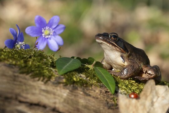Agile frog, common hepatica, buttercup family, hepatica nobilis, liverwort, rana dalmatina, ranunculaceae, jumping frog, amphibians, amphibians, flora, frog, frogs, spring, liverwort, amphibians, plants, spring