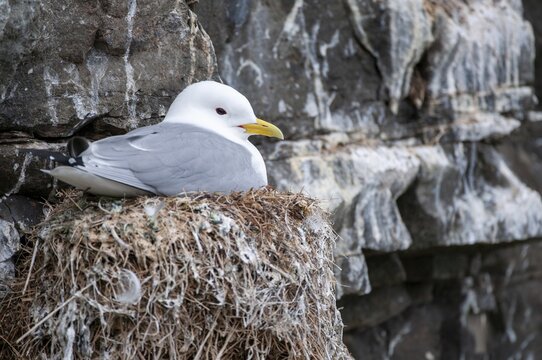 Black-legged Kittiwake, Black-legged Kittiwake, Norway, Rissa Tridactyla, Varanger, Birds, Charadriiformes, Gulls, Limikolen, Seagulls, Birds