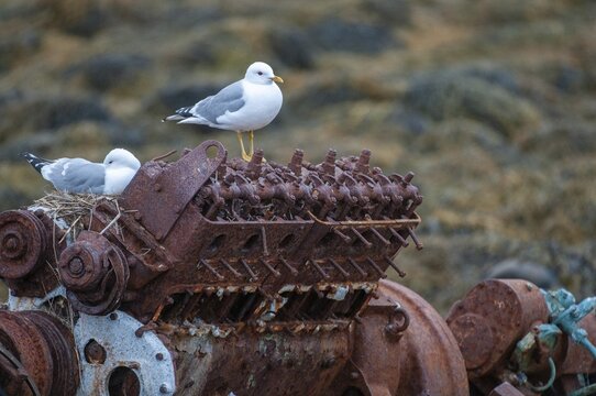 Common Gull, Larus Canus, Norway, Common Gull, Varanger, Birds, Breed, Brut, Charadriiformes, Gulls, Limikolen, Seagulls, Nest, Birds