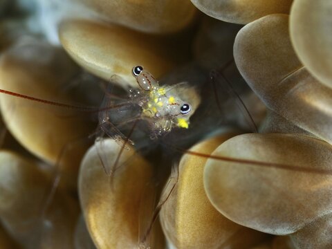 Transparent shrimp with flowing patterns, Smit's bladder coral shrimp (Palaemonella smiti), on bladder coral, dive site Spice Reef, Penyapangan, Bali, Indonesia