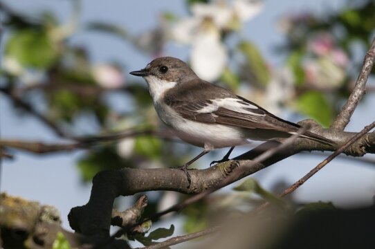 Ficedula hypoleuca, pied flycatcher, mourning snapper, mourning catcher, birds, passeri, songbirds, songbirds, birds