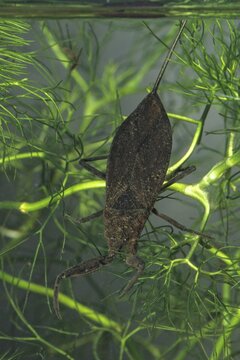 Nepa cinerea, water scorpion, aquatic, high size, portrait format, insects, bugs, water bugs