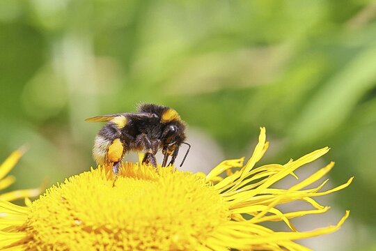 Earth bumblebee (Bombus terrestris), with pollen cup, collecting pollen on a yellow flower of a Great Telekie (Telekia speciosa), Wilnsdorf, North Rhine-Westphalia, Germany