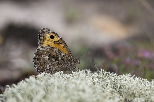 Hipparchia semele, ochre velvet butterfly, rock grayling, rust bandage, butterfly, grayling, insects, butterfly, butterflies, butterflies