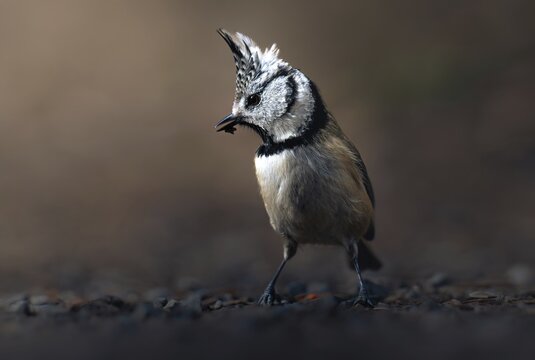 Crested Tit (Parus Scalloped ribbonfish) foraging, Canton Graub&uuml;nden, Switzerland