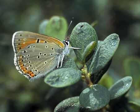 Purple gold butterfly, lycaena hippothoe, purple-edged copper, butterfly, insects, butterfly, butterflies
