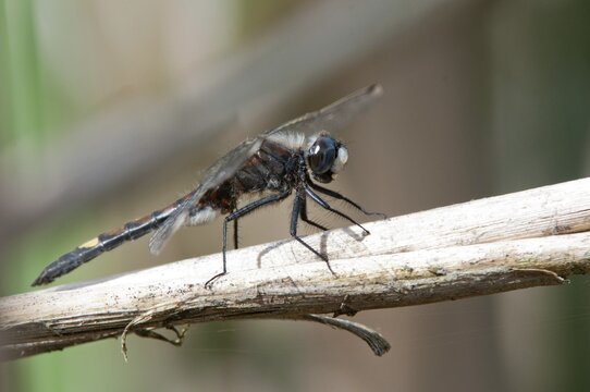 Large moss maiden, large white-faced darter, leucorrhinia pectoralis, yellow-spotted whiteface, anisoptera, damselflies, dragonflies, insects, dragonflies, males, odonata