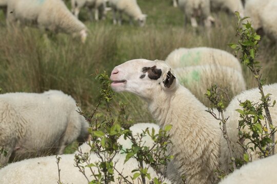 Artiodactyla, domestic sheep, even-toed ungulate, Germany, domestic sheep, Jena, Nabu, natural heritage, Ovis Gmelini aries, cloven-hoofed, Thuringia, wind knobs, cultivated landscape, domesticated animals, pet, hutung, herding, cultural landscape, landscape, mammals, nature reserve, sheep, mammals, migrating shepherd