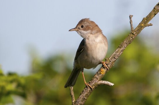 Brandenburg, garden warbler, Germany, Nabu, national natural heritage, natural paradise Gr&uuml;nhaus, Sylvia Borin, post-mining landscape, birds, greenhouse, passeri, songbirds, songbirds, birds