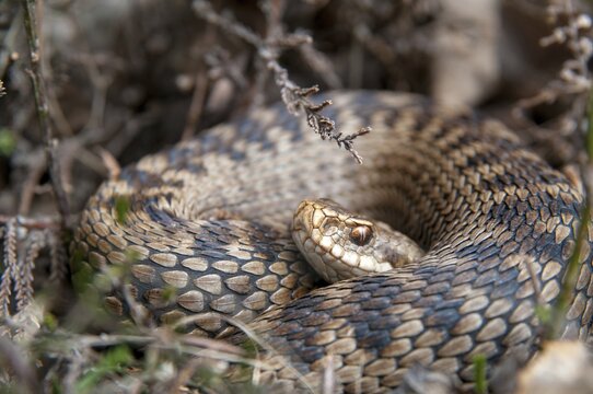 European adder, European viper, venomous snake, vipera berus, critters, poisonous reptilia, reptilia, snakes, snakes