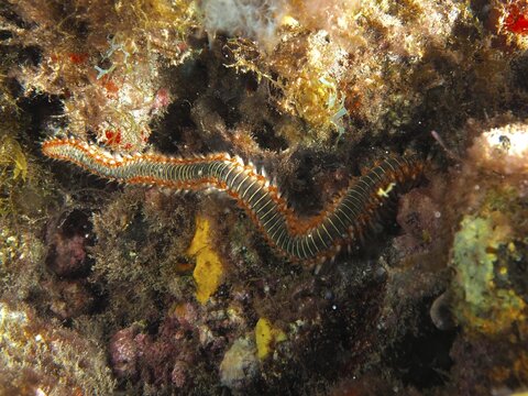 A fire-spurting worm (Hermodice carunculata) moves through a reef, Risco Verde dive site, Arinaga, Gran Canaria, Spain, Europe, Atlantic Ocean